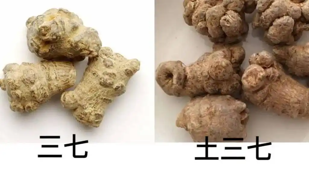 最近九江高发_三七_荠菜_范芳伟