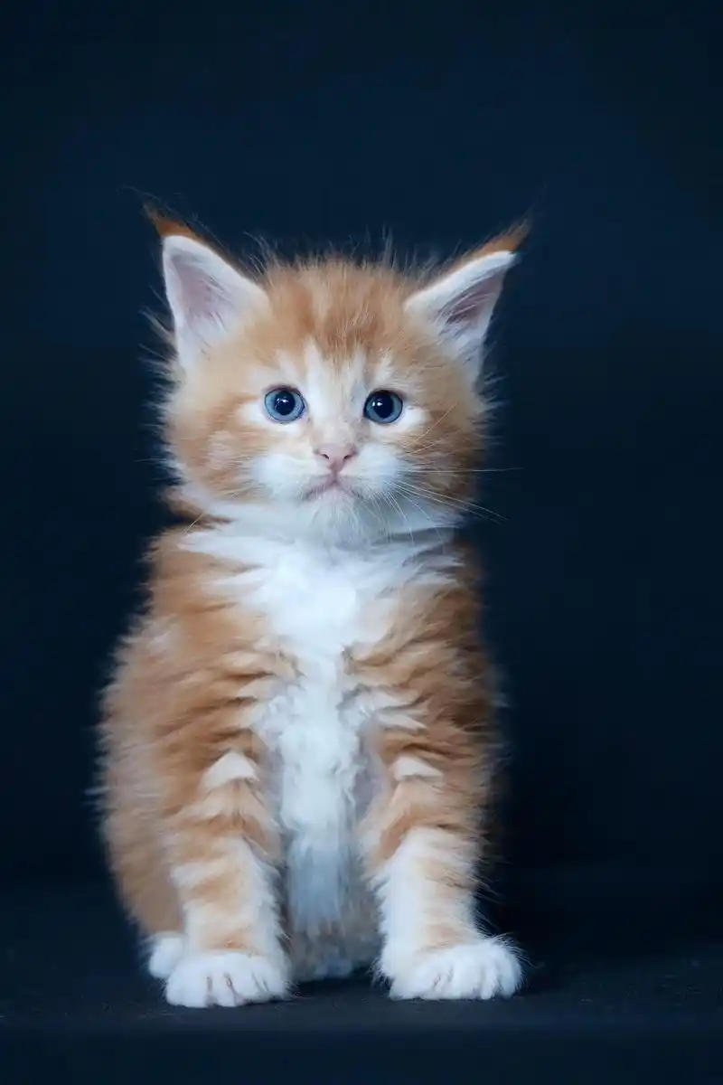 第1集 一个月红虎斑缅因妹妹.红虎斑缅因妹妹,一个月 红色缅 - 抖音