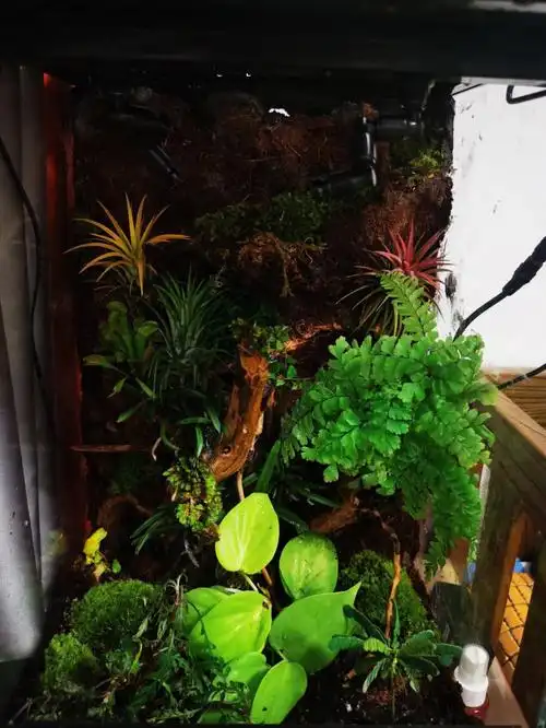 雨林缸开缸记录