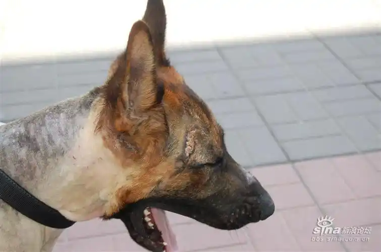 六眼同学主路隔离带救下的黑贝亟待帮助和寻求领养