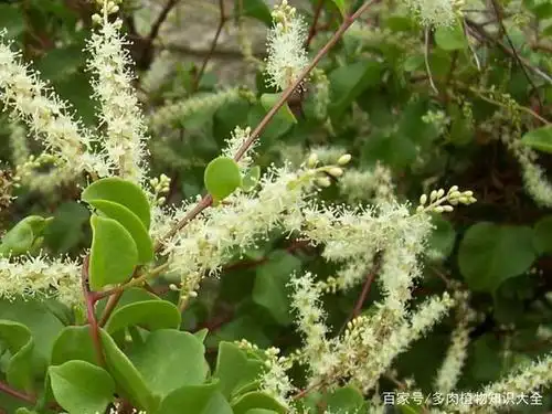 既是又是观赏植物,又是一味中药,神奇的藤三七