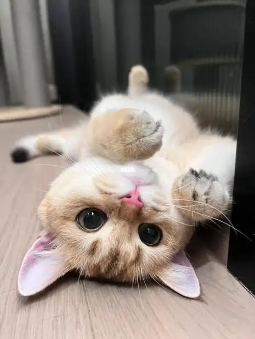 小猫咪会撒娇妈妈把罐罐掏01