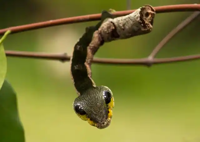 鹰蛾,让达尔文焦虑的奇行种,毛虫时期堪称世界最强拟态者之一