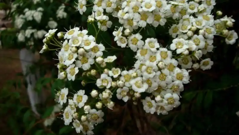日月峡中草药:绢毛绣线菊