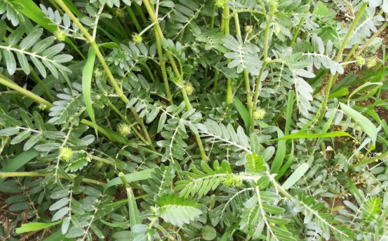 【白蒺藜的功效与作用】中医上认为白蒺藜是一种味辛,苦,性微温的一种