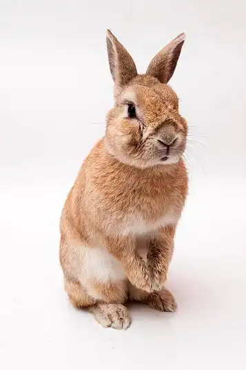 有趣,兔子,白色长裙_高清图片_全景视觉