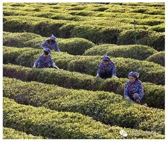 【喜报】打今起,"绿茶小镇海青"微信平台正式开通啦!