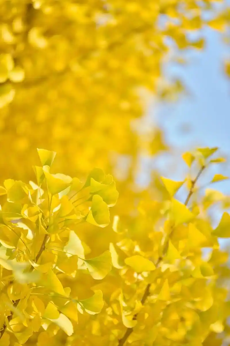 枫叶 #银杏叶  #最美银杏树  #摄影  #海城 我看别 - 抖音