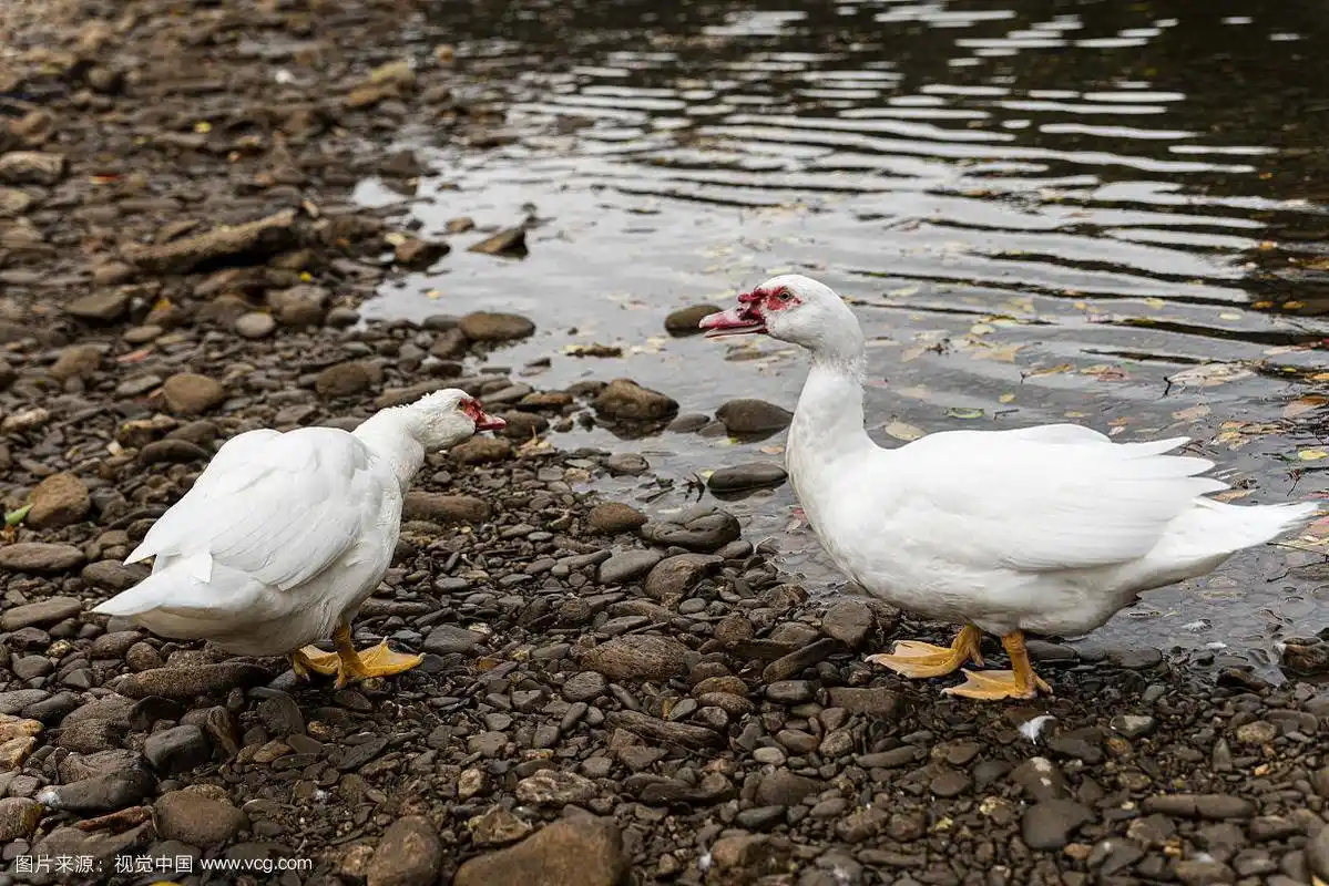 在河边自由觅食的两只美洲雁