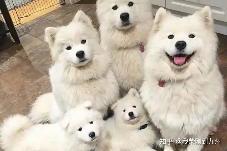 可爱的北极熊萨摩耶samoyed微笑天使萨摩耶怎么养
