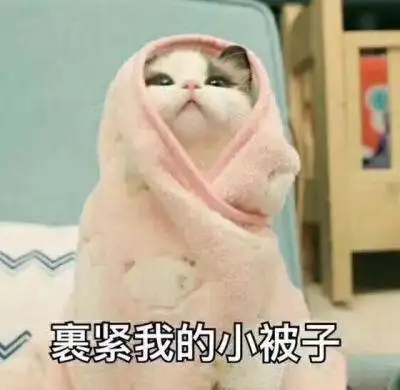 可爱 小猫 萌 裹紧我的小被子 表情包