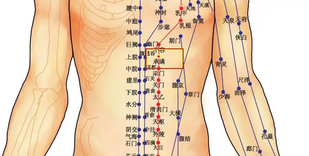 【灵兰风曲】———足阳明胃经承满穴