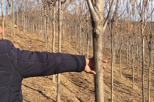 0/棵 百花花楸  东北辽宁供应梓树梧桐树价格合理规格齐全