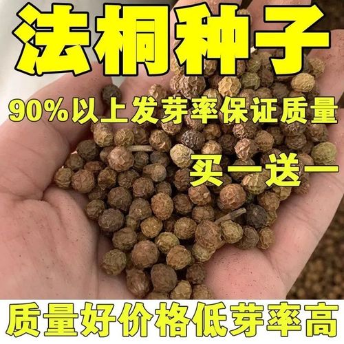 速生林木种子 法国梧桐兰考泡桐法桐种子树苗行道树公园林木种籽