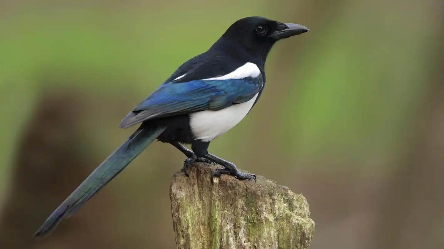 群体规模影响喜鹊认知能力