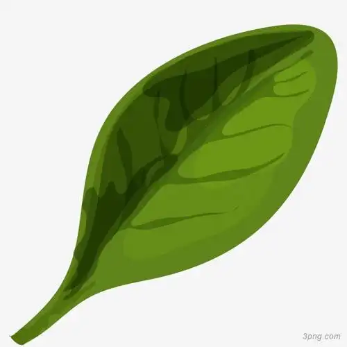 绿色菜叶矢量插画png素材透明免抠图片漂浮元素