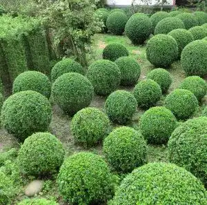 小叶女贞造型盆景树桩球形树苗庭院别墅绿化植物小区绿化苗木包邮