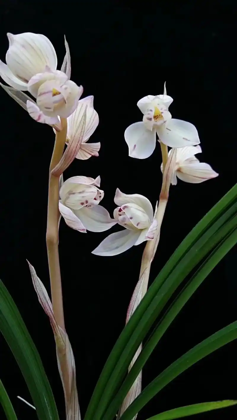 好看的花一定要分享给你  莲瓣兰花好月圆(兰坪荷蝶)鉴赏 - 抖音