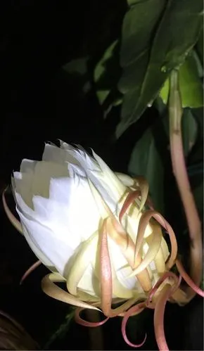 记录昙花开花的全过程20:00……23:30分