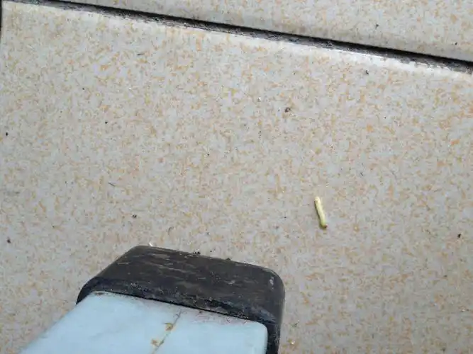 白色的虫子 请问是什么!只发现了一只 会不会有很多!