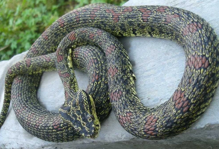 该蛇类逐渐稀少以濒临灭绝,全球仅在湖南莽山自然保护区东部林区有