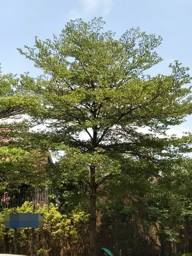 深圳常见的一些南方植物