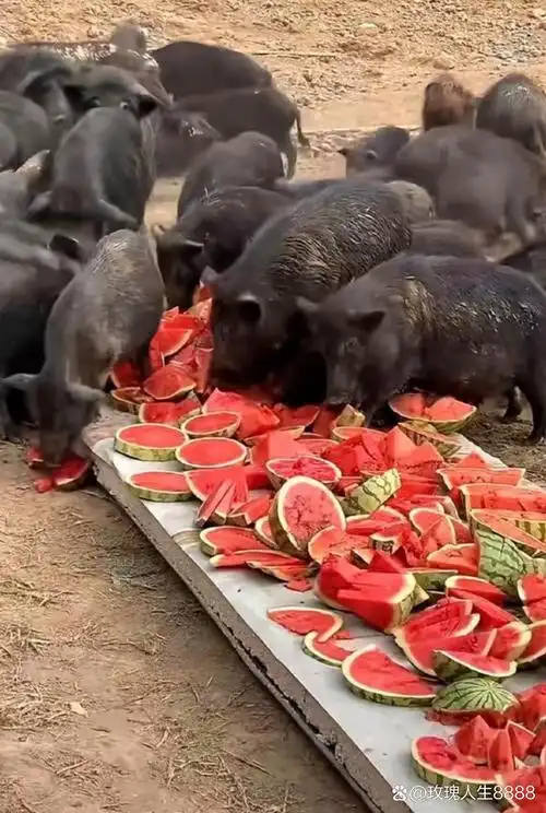 哎哟喂,这是谁家这么奢侈呀,居然把那么好的西瓜去喂猪?