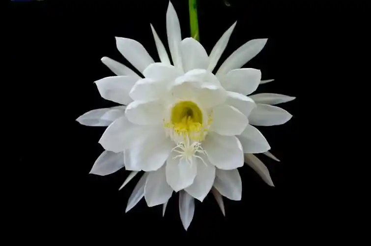 昙花一现为韦陀