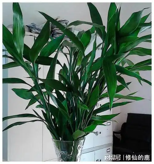 风水富贵竹多少根招财(风水学来讲富贵竹养几株合适)