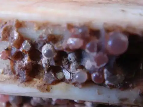 【转载】【一钵大师】推荐:精美释迦牟尼佛舍利子图片