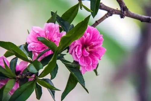 【图】红火喜庆碧桃花....-蜂鸟摄影论坛