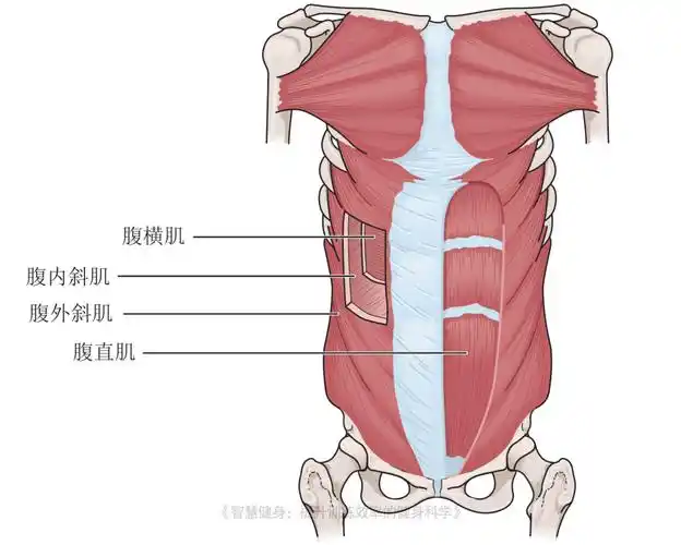 腹横肌:收缩腹腔,通过增加胸腰部筋膜张力来创建稳定性,为其他腹肌