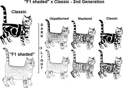 美国短毛猫丨银虎斑加白
