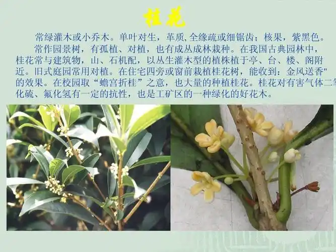 常见园林植物形态特征及园林用途图文简介ppt