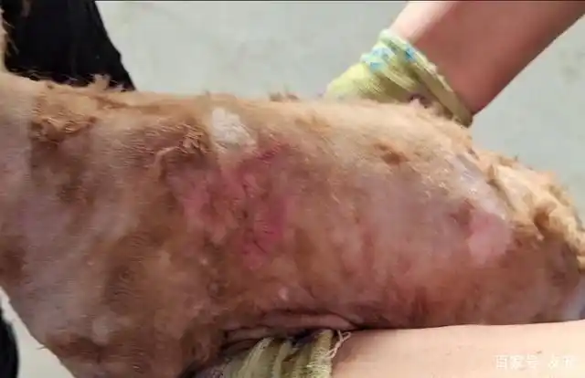 狗狗身上长满了癣