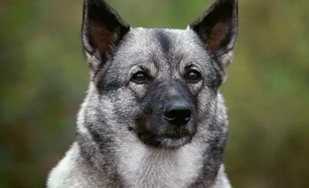 挪威猎麋犬需要训练什么