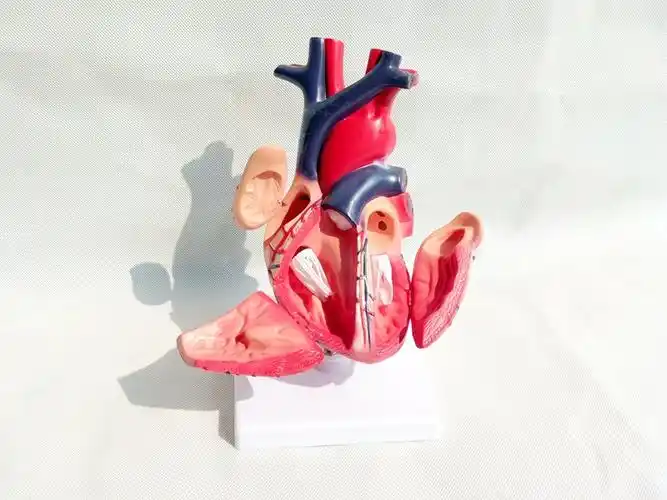 1:1标准人体心脏模型解剖可拆卸教学模型仿真自然大心脏模型医学