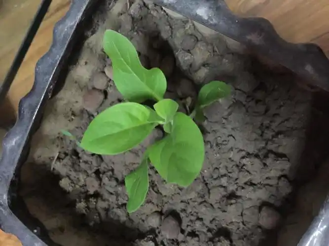 牵牛花观察日记300字