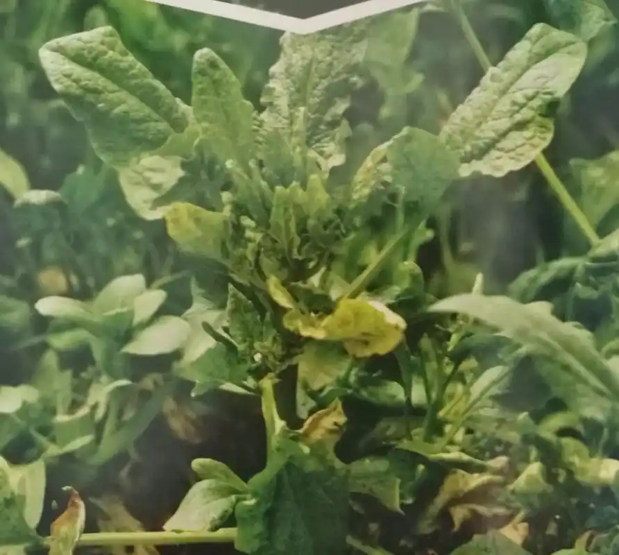 菠菜炭疽病,导致很多菜农很头疼,想要预防,就要了解发病规律!