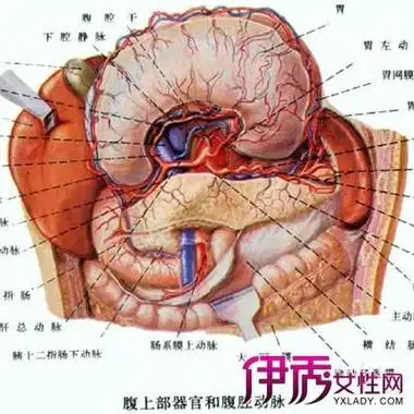 女人肚子左边疼结构图_女性左侧叉腰处腹部隐隐痛