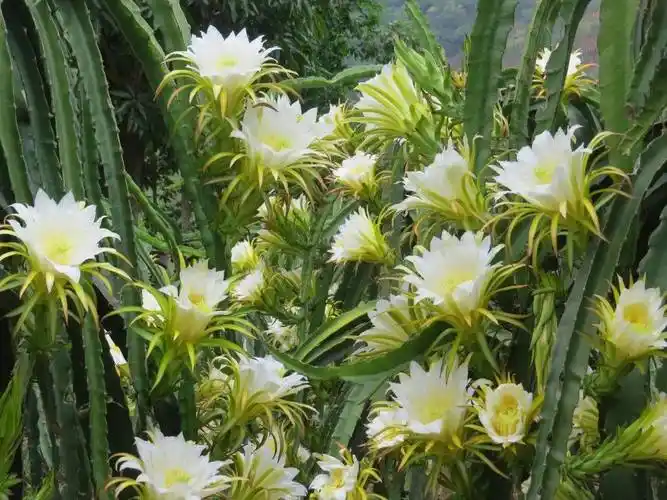 吃石屏火龙果的仪式感,从赏花开始