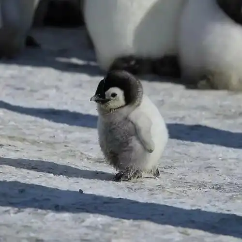 头像 可爱 萌宠 企鹅
