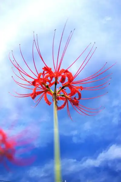 彼岸花 - 堆糖,美图壁纸兴趣社区