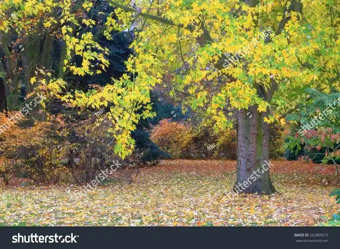 大树和金色树叶落在地面上,卡罗维发利,捷克共和国