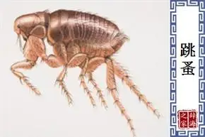 跳蚤基本信息拼音读音等