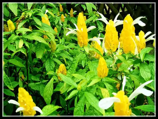 珠海"圆明新园"(十四 不知名的黄白花)