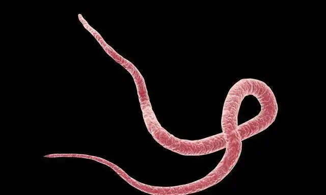 异尖线虫的宿主虹鳟鱼被划到三文鱼中,网友:让我们怎么生吃?