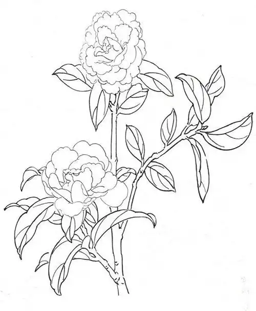 白描茶花画法