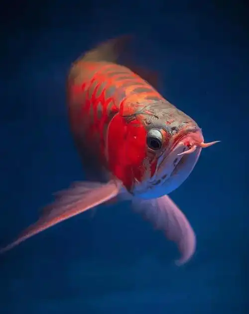 百家讲坛风水中的金鱼(百家讲坛大风水)