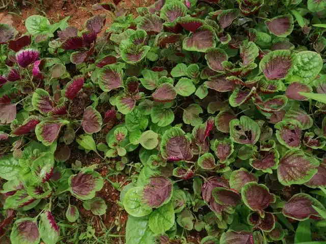 我们这里叫红叶菜我也喜欢吃.